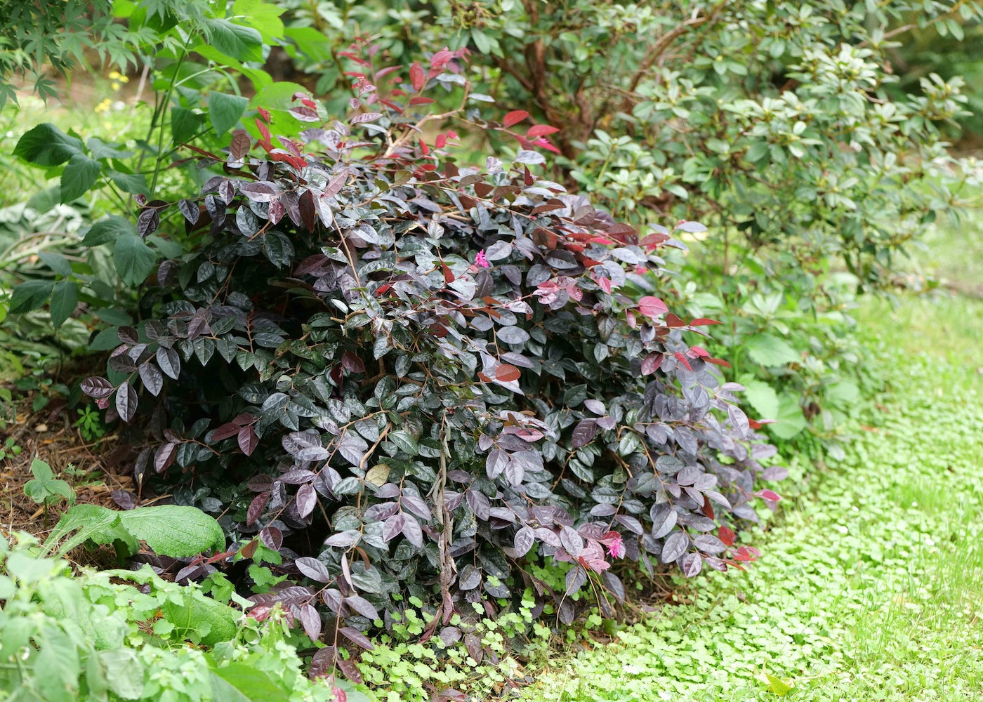 Loropetalum Firedance with purple leaves in a garden setting