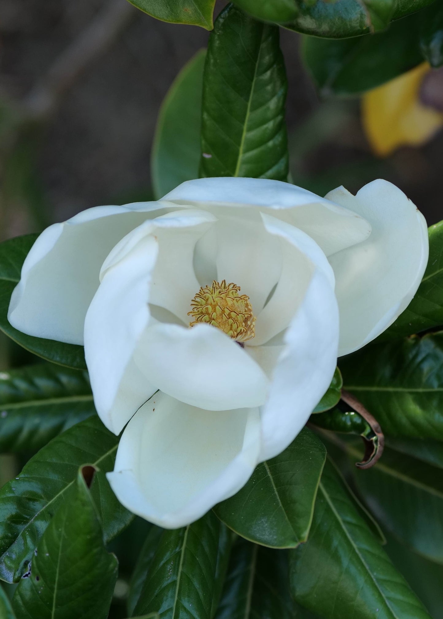 White flower with green leaves of Magnolia Blanchard on a blurred natural background