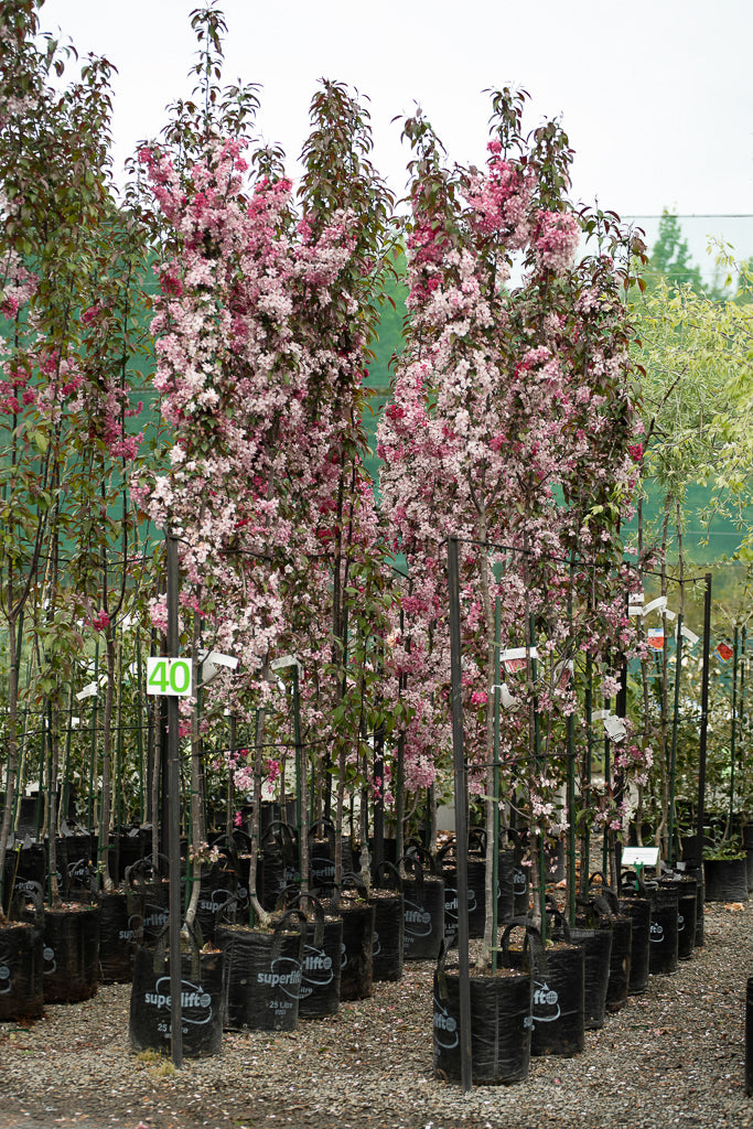 Malus Flamingo