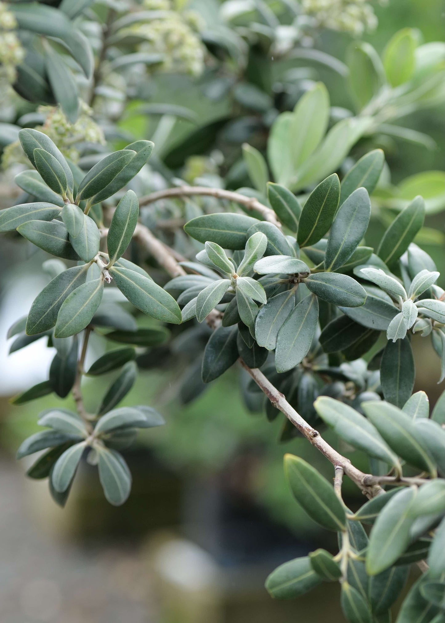 Close-up of Metrosideros Excelsa with a blurred background
