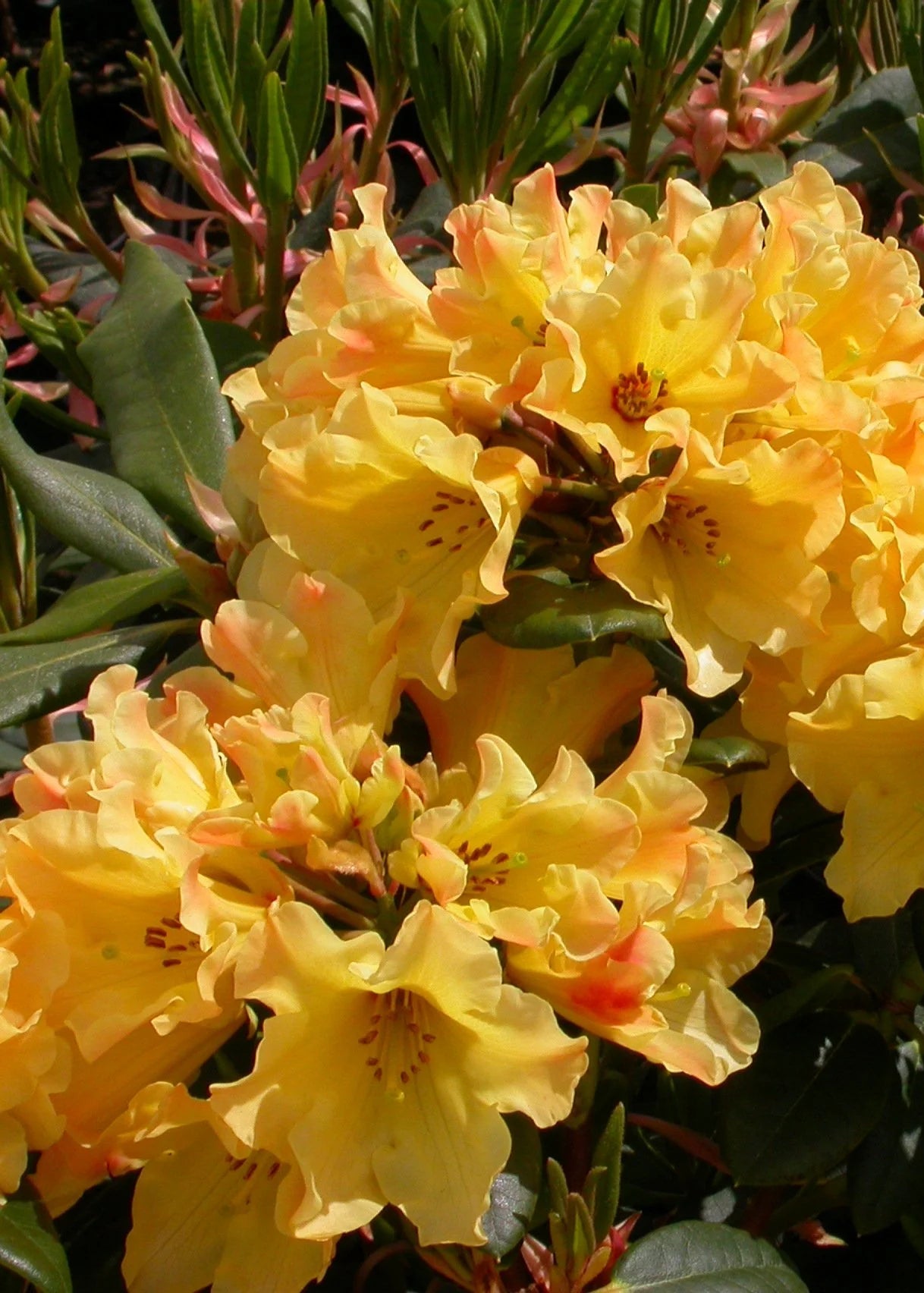 Rhododendron Nancy Evans – CJ's Plant Farm