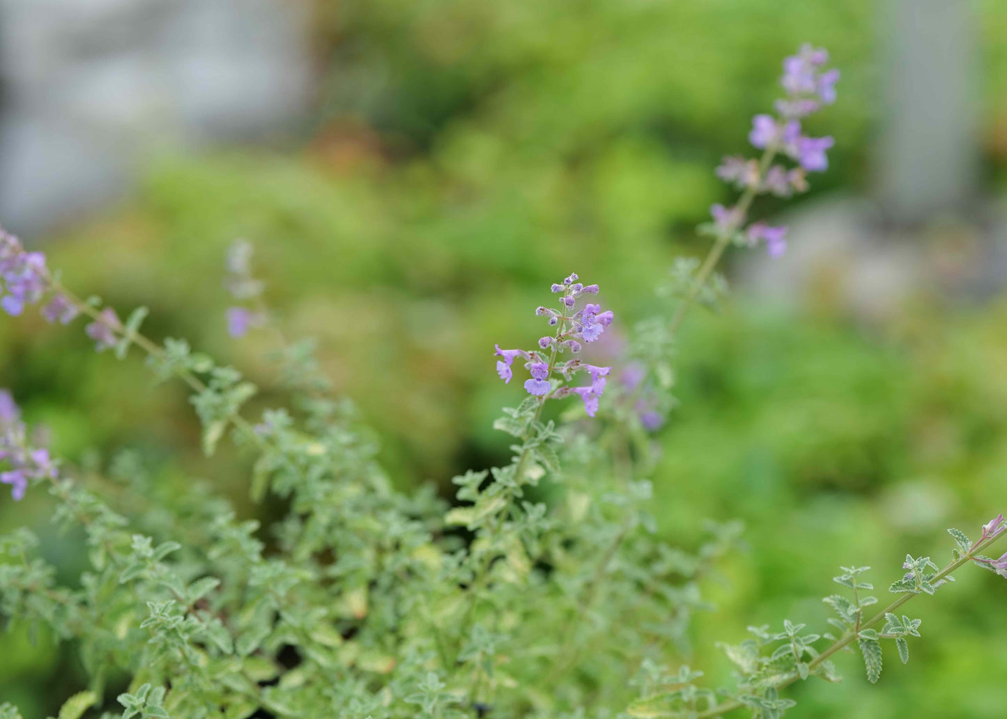 Close-up of a Nepeta Blue Wonder with purple flowers against a blurred natural background