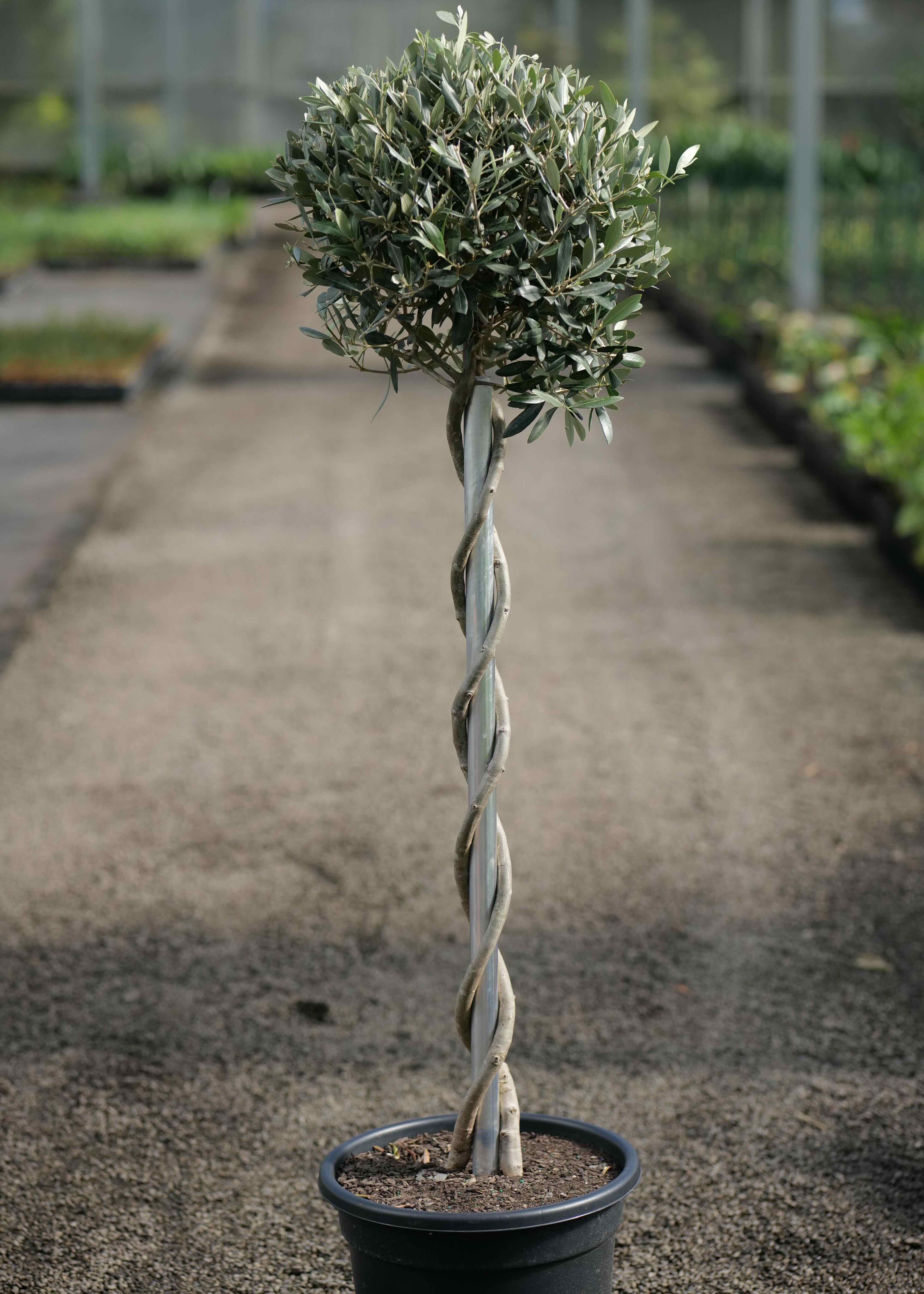 Buy Olive 'Leccino' Twisty Specimen Tree NZ | Feature Standard