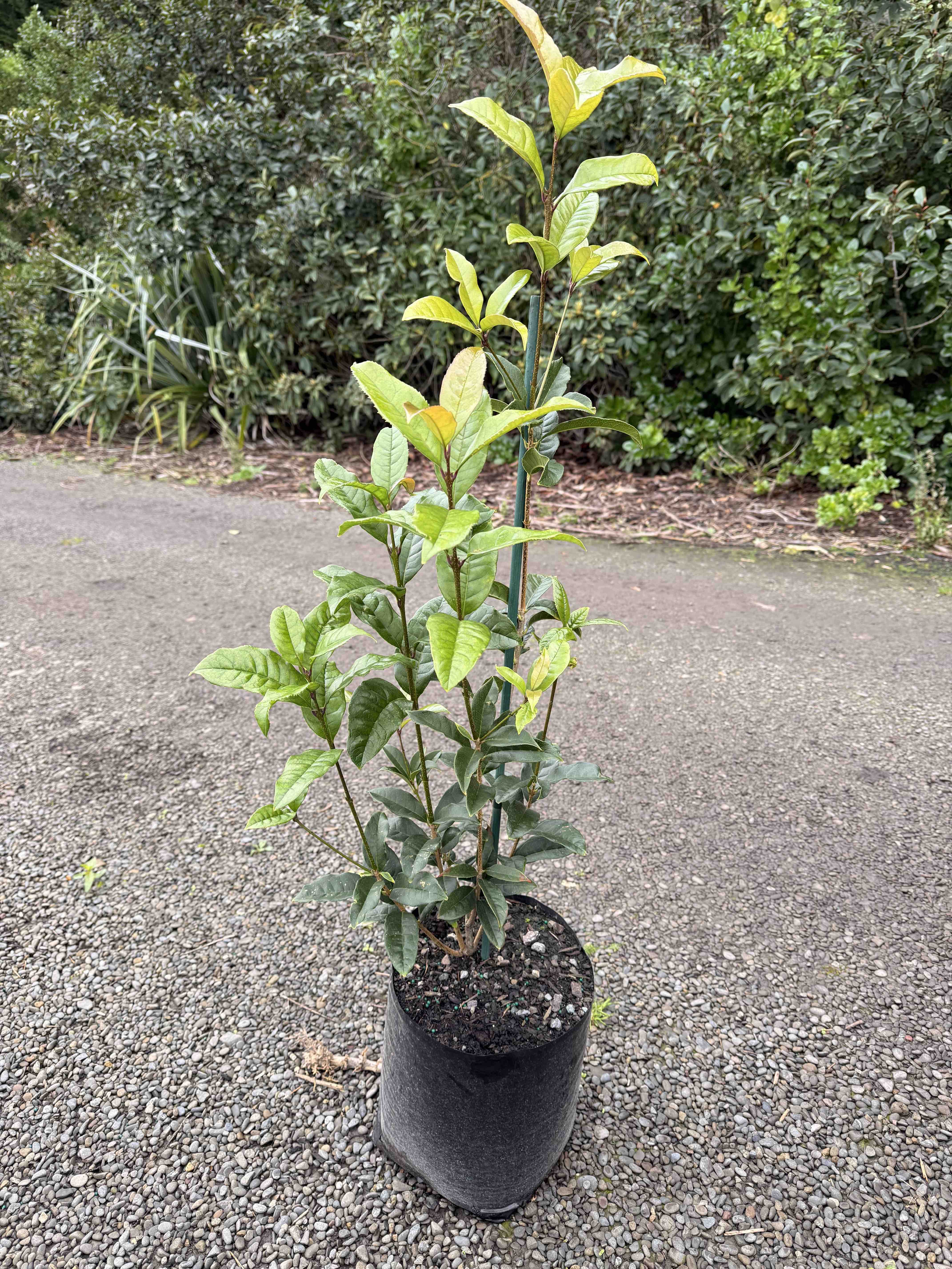 Buy Osmanthus fragrans Aurantiacus | Orange Sweet Olive NZ – CJ's