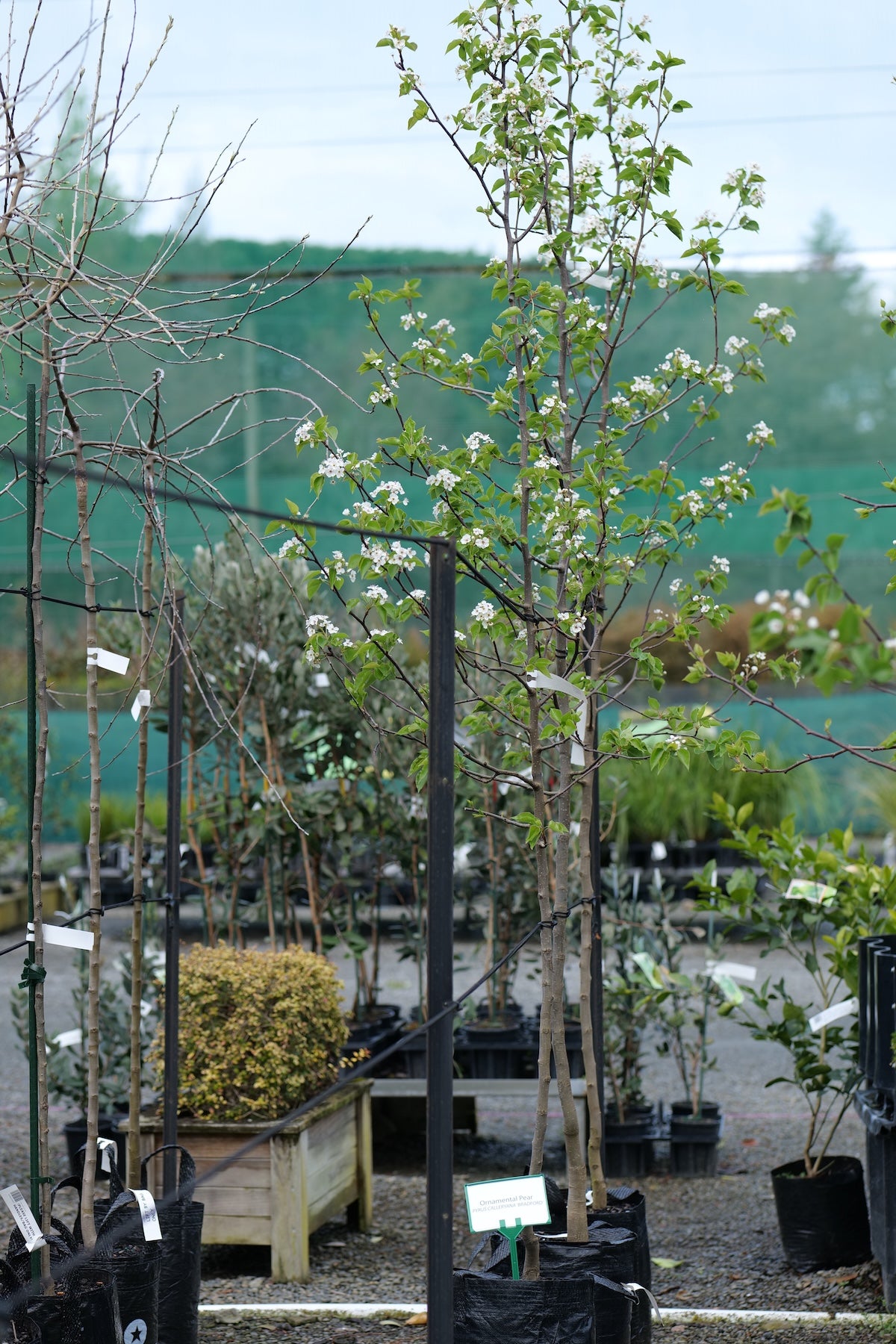 A tall Pyrus calleryana 'Bradford' tree standing between other similar trees
