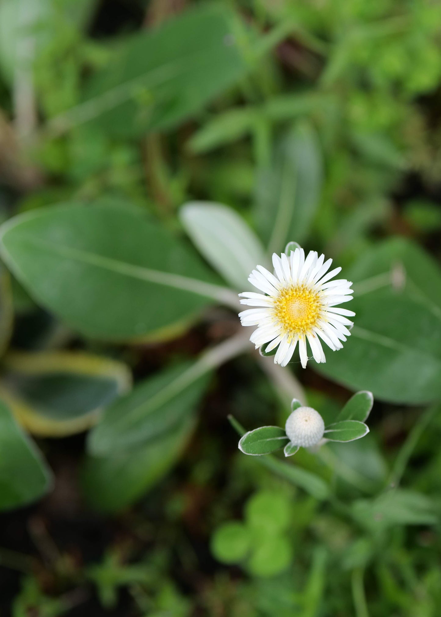 Pachystegia Insignis