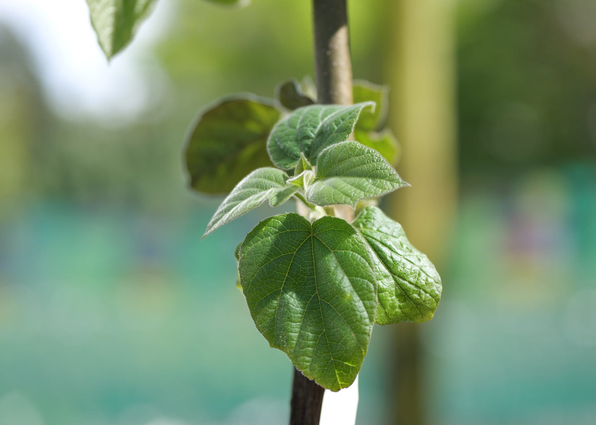 A close-up of a green leaf of a Paulownia elongata tree, photographed outdoors with a blurred natural background.
