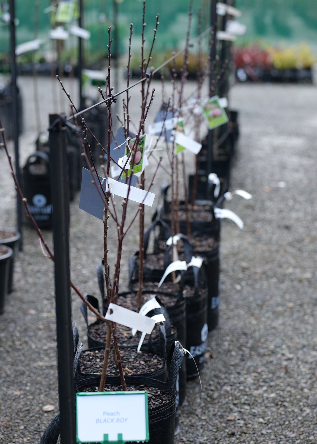 A row of young Black Boy Peach trees in black nursery pots on a gravel path, with small white and green tags attached to the branches in a nursery setting.