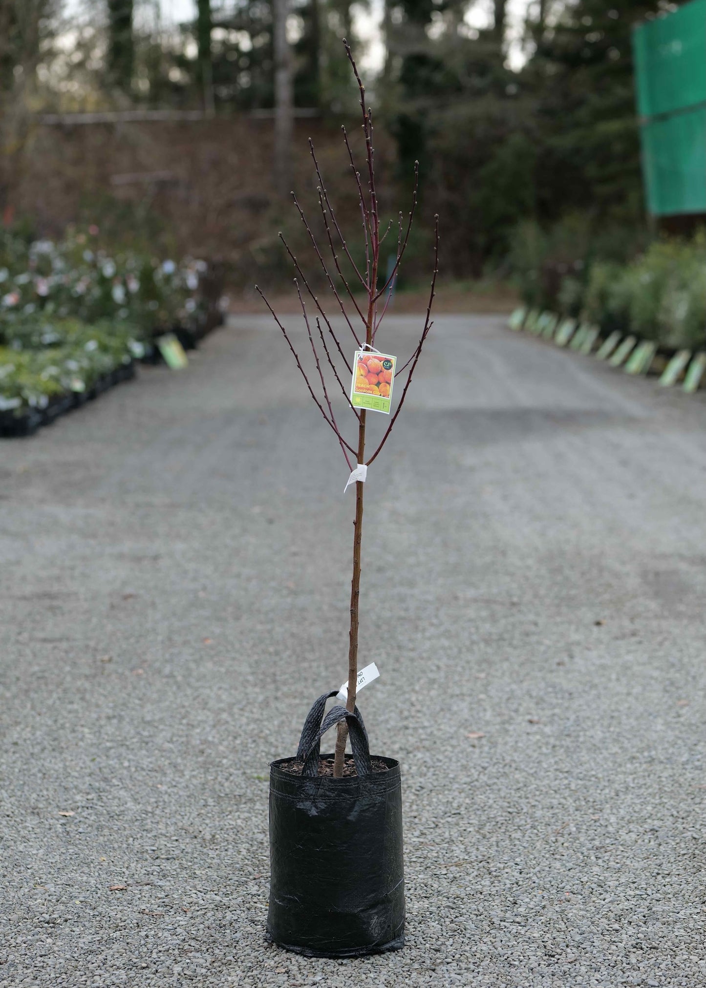 A Peach Gordons Glory in a black plastic nursery bag, standing on a gravel path in an outdoor nursery or garden center.