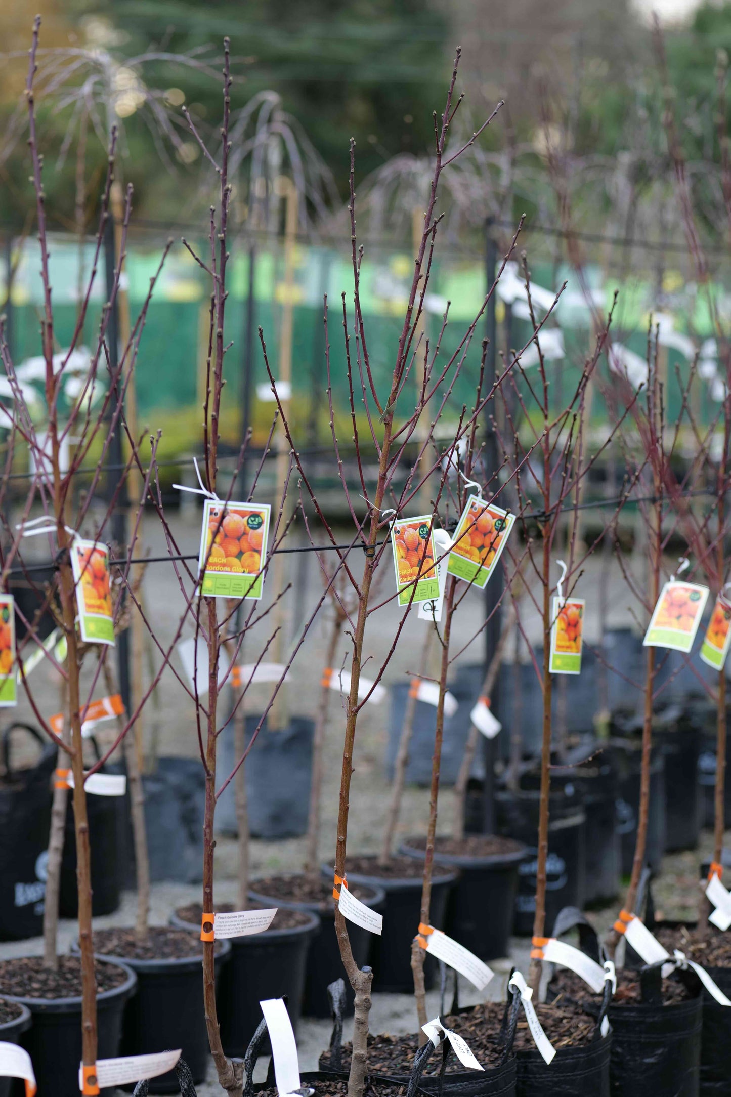 A row of bare Peach Gordons Glory fruit trees in black nursery pots, each with a small hanging tag showing fruit imagery, photographed in a nursery or garden center setting.
