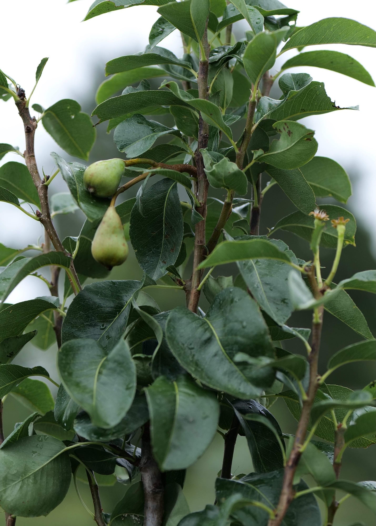 Pear Garden Belle with developing fruit