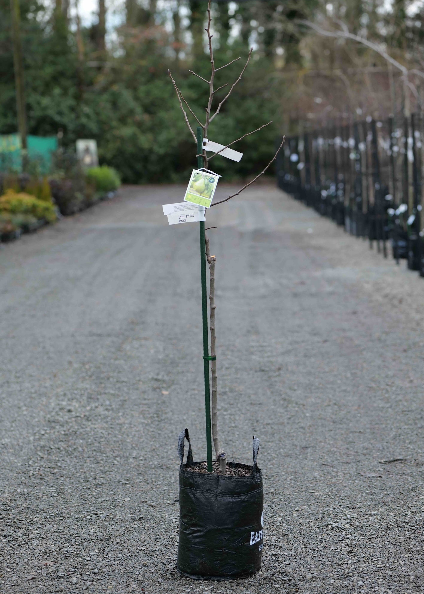 A Pear Packham'sTriumph in a black plastic nursery bag stands on a gravel path in a nursery or garden center. Small white tags are attached to the branches, and rows of similar plants and trees are blurred in the background.