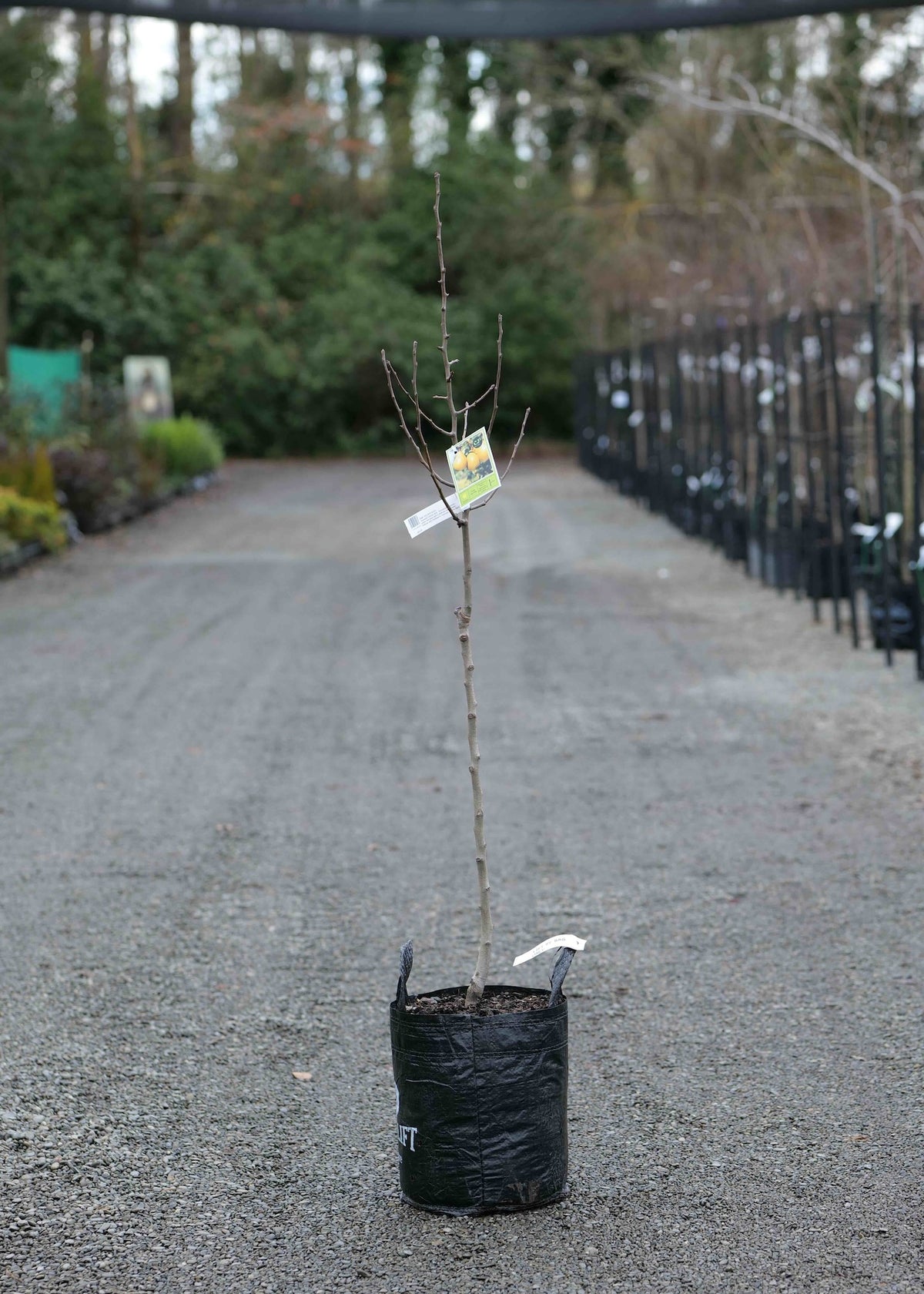 A Pear Taylors in a black plastic nursery pot, standing on a gravel path in a nursery or garden center with rows of other plants in the background.