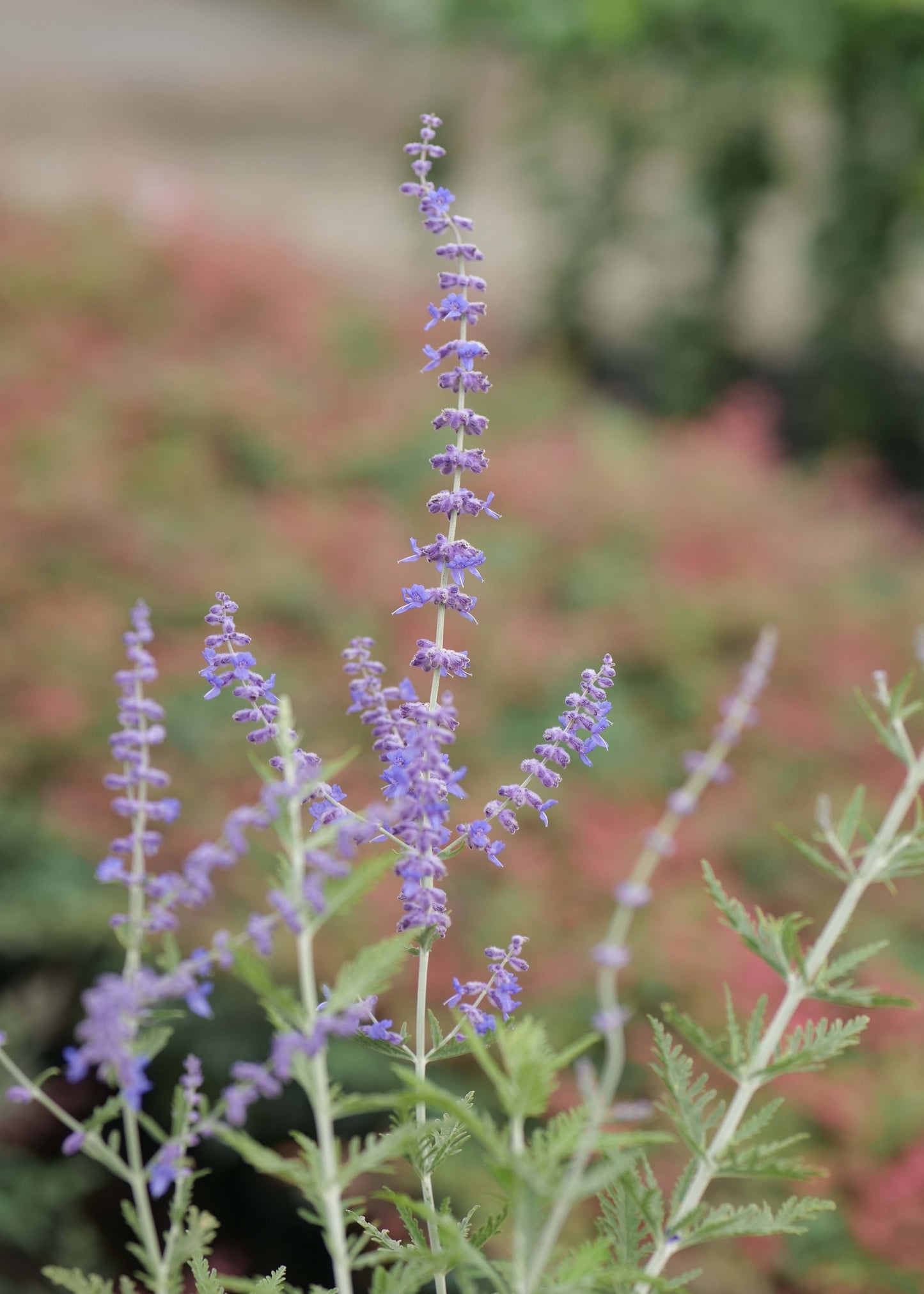 Perovskia atriplicifolia flower spikes with green leaves against a blurred natural background