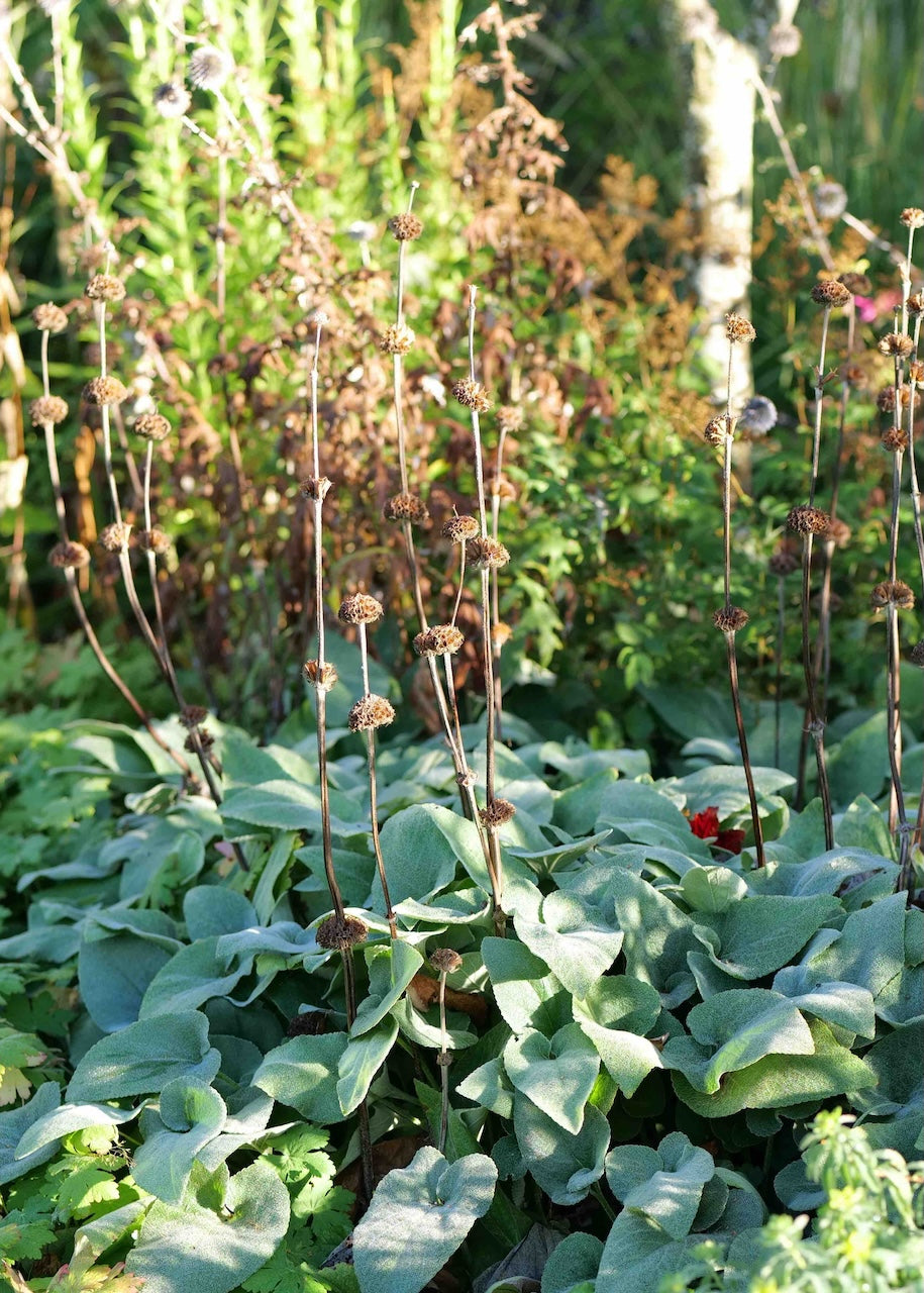 Garden with autumn Phlomis Russellianian and flowers in a natural setting