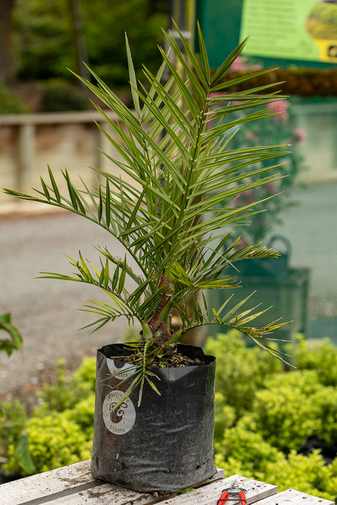 phoenix palm tree plants Buy Phoenix Canariensis Palm Tree