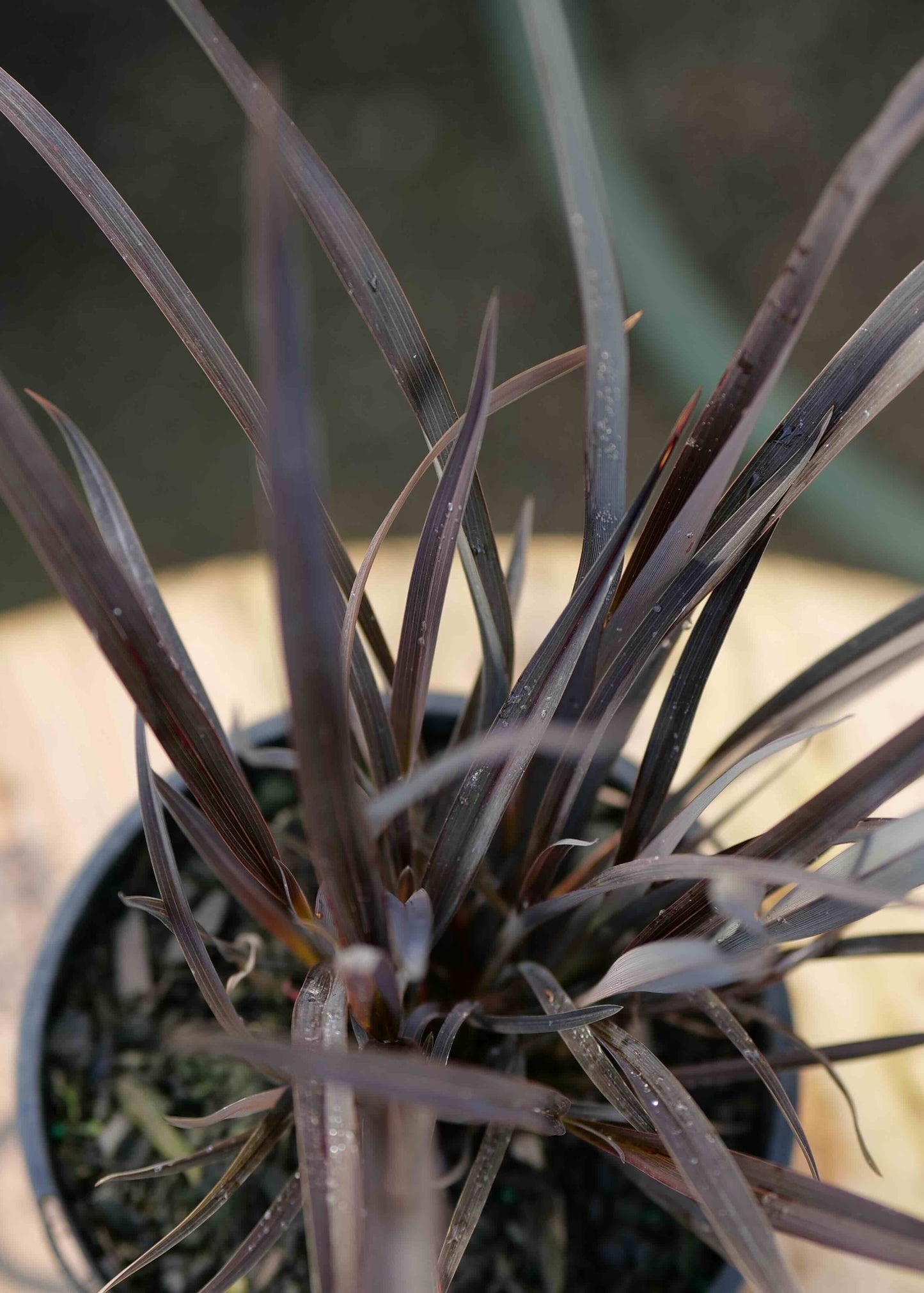 Close up shot of the strappy leaves of NZ Native Flax Phormium Black Beauty