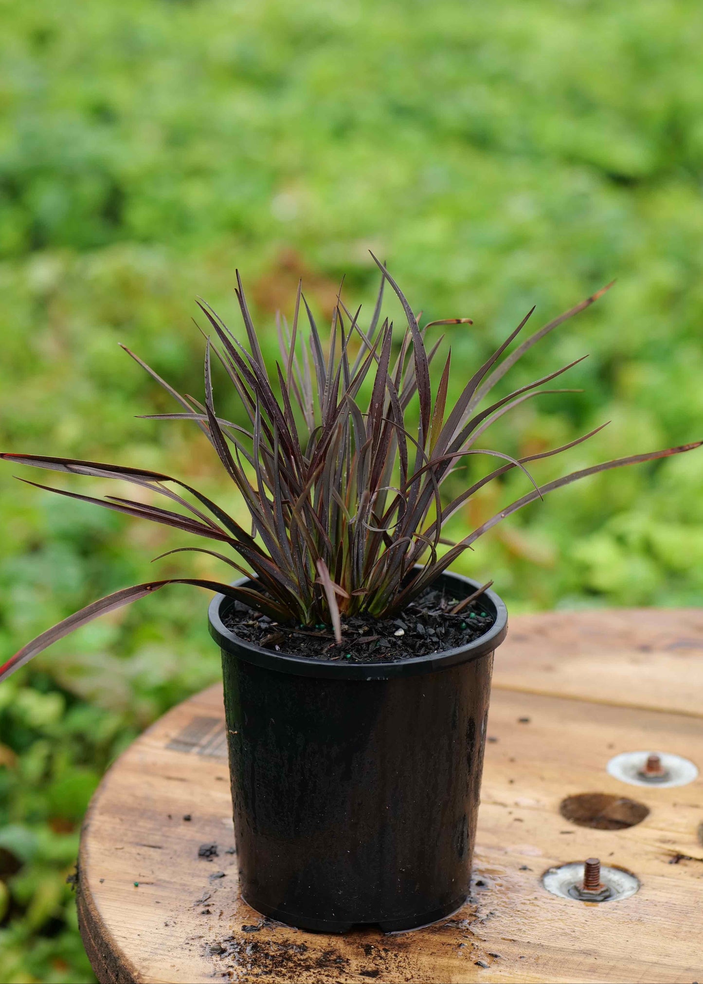 Phormium Black Magic