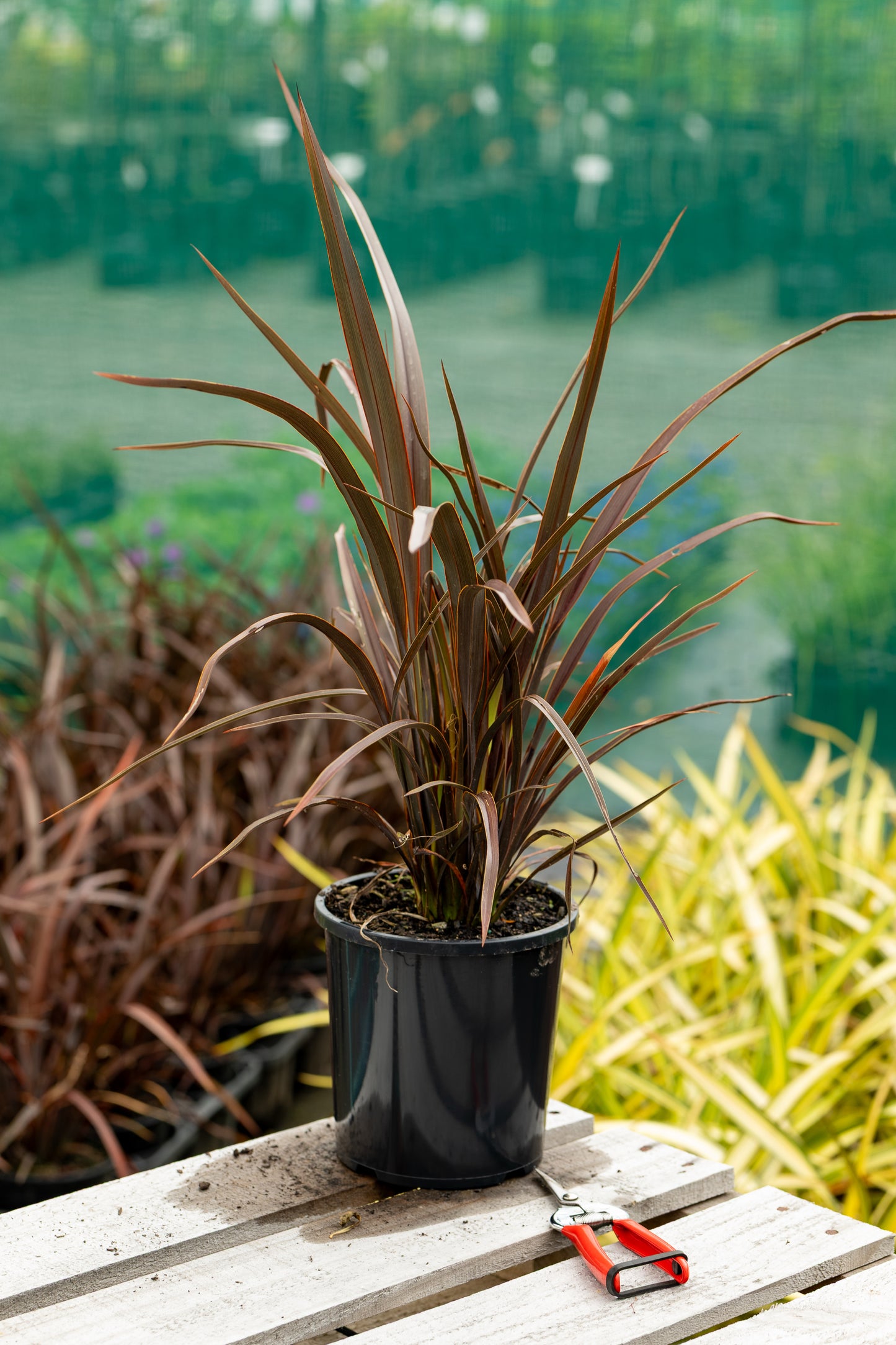 Phormium Bronze Baby