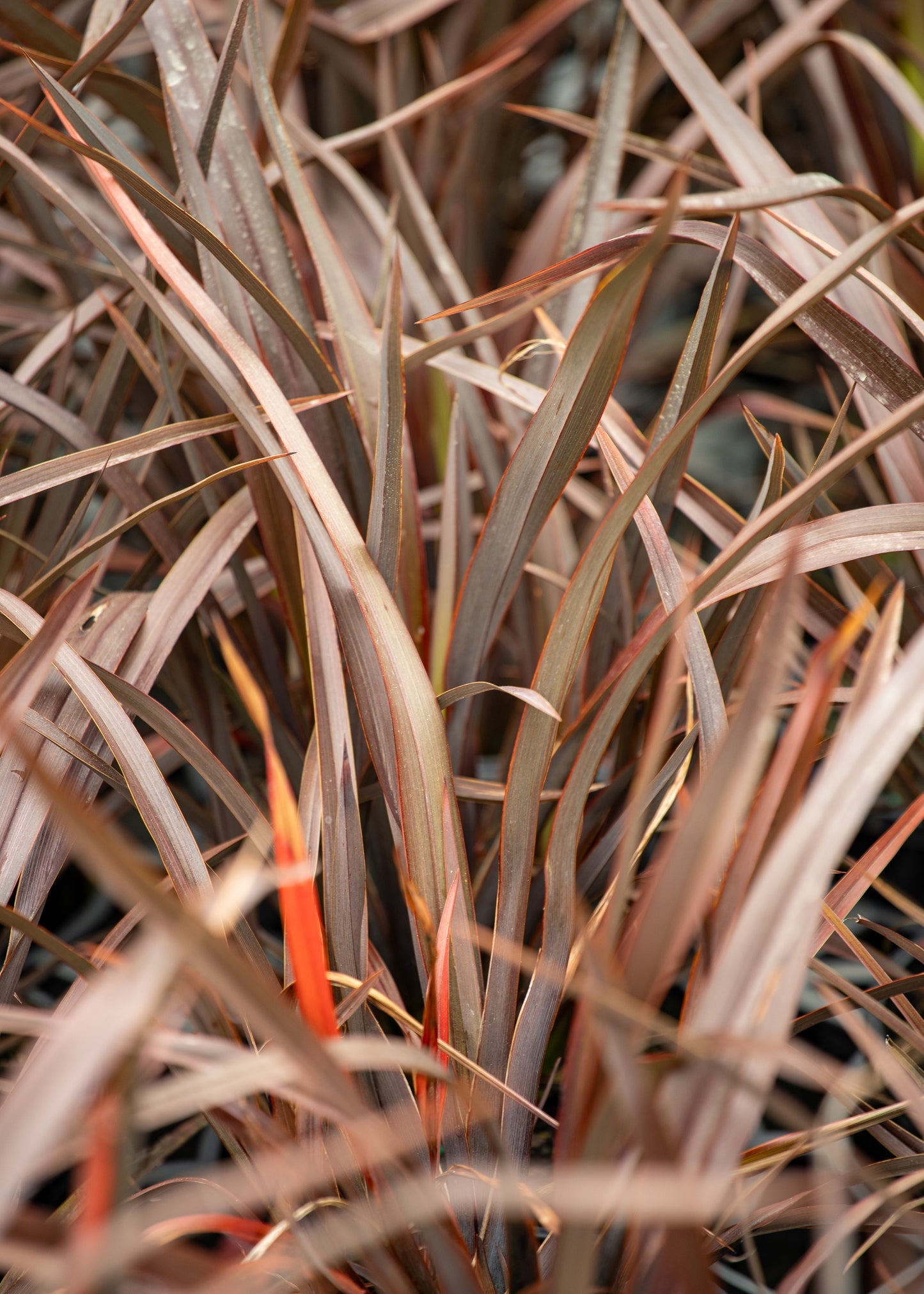 Close-up of Phormium ‘Bronze Baby’ with brown and orange hues