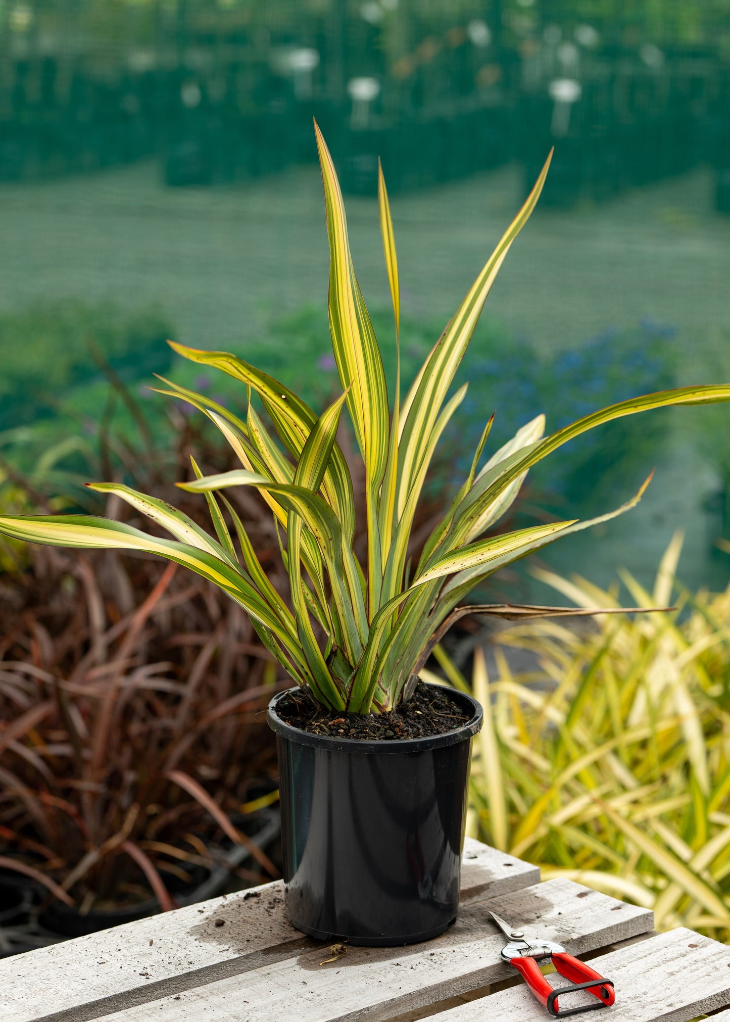 Phormium Cream Delight