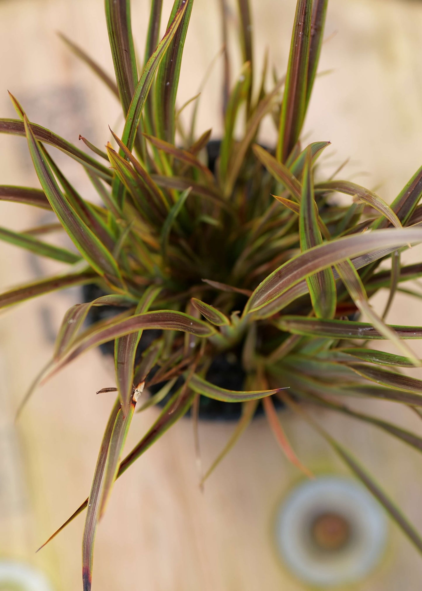 Phormium Green tiger - Dwarf NZ Native Flax - foliage close up with brown leaves with green strips on the edge