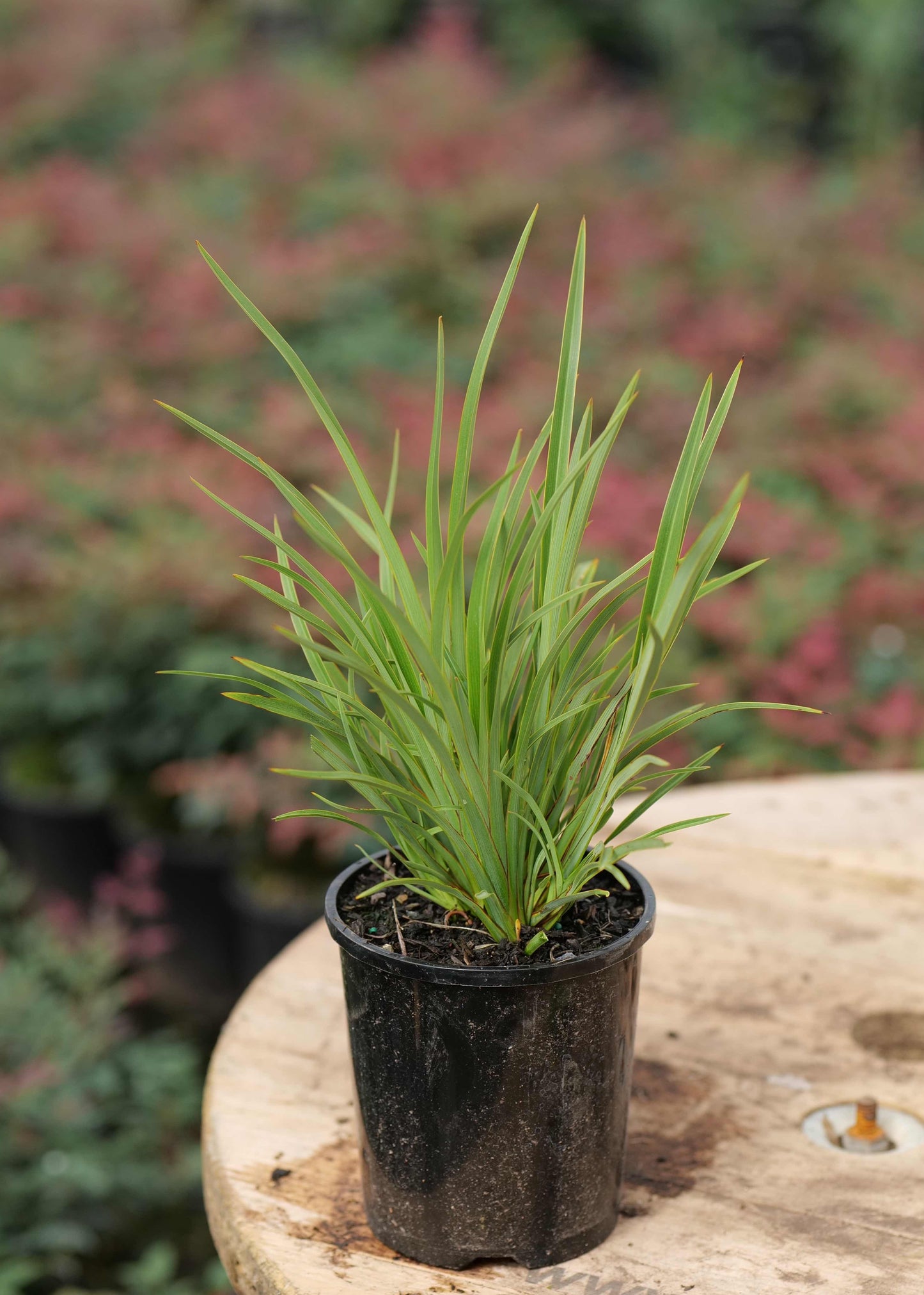 Phormium Flax Pepe in nursery pot