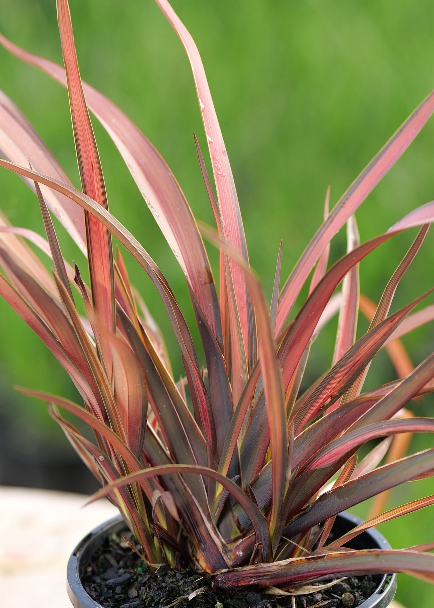 Close up for the pink and brown foliage of NZ Native Flax Phormium Pink Panther