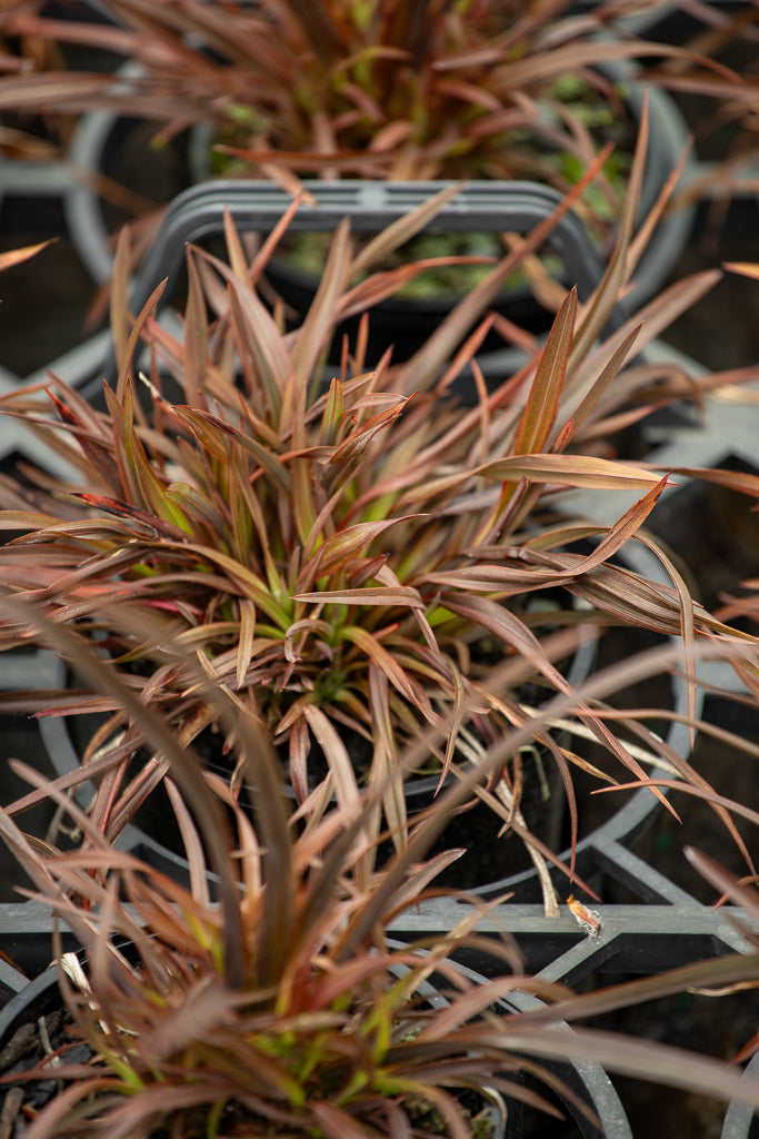 Close-up of Phormium Sweet Mist plant with reddish-brown leaves in a pot, with blurred background