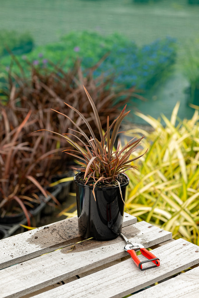 Phormium Sweet Mist ®