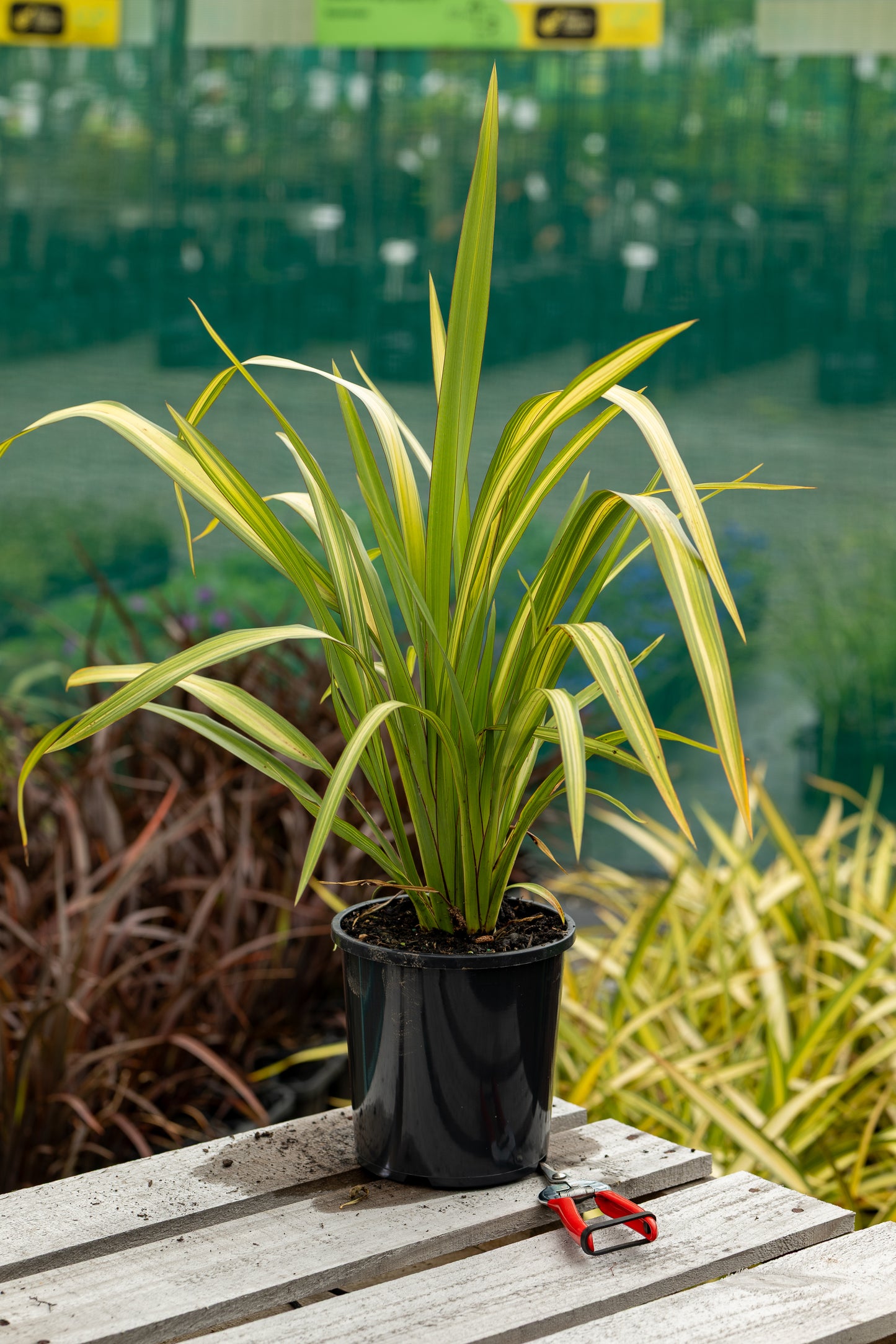 Phormium Yellow Wave