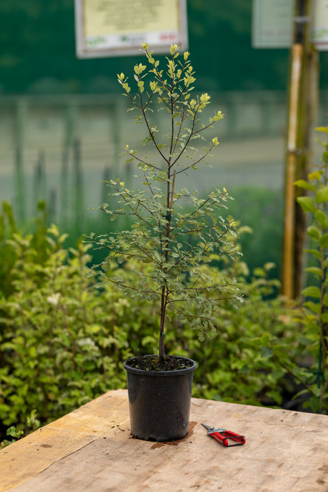 Pittosporum Screenmaster