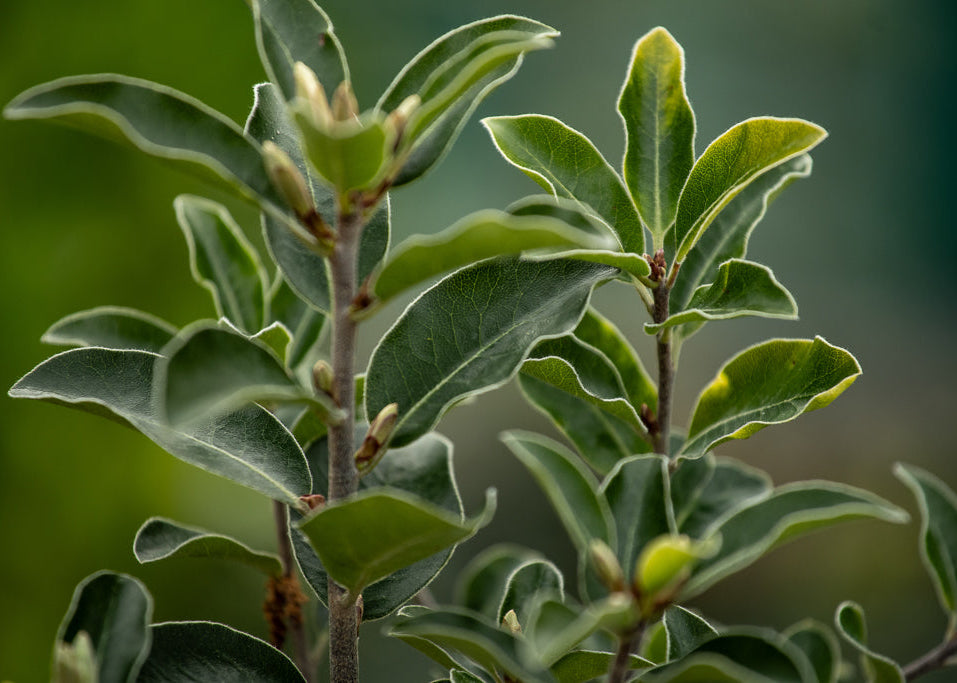 Pittosporum Reverend Green