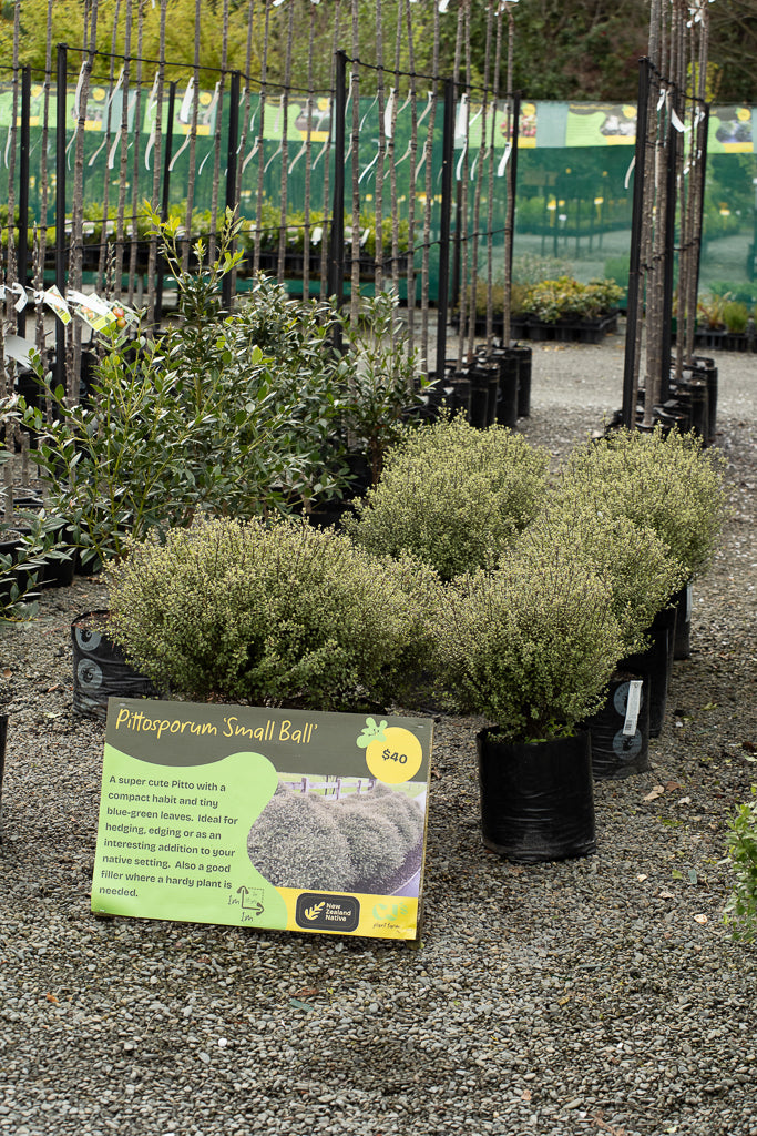 Pittosporum Small Ball