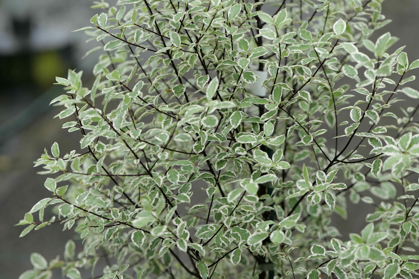 Pittosporum Tenuifolium Snow Leopard