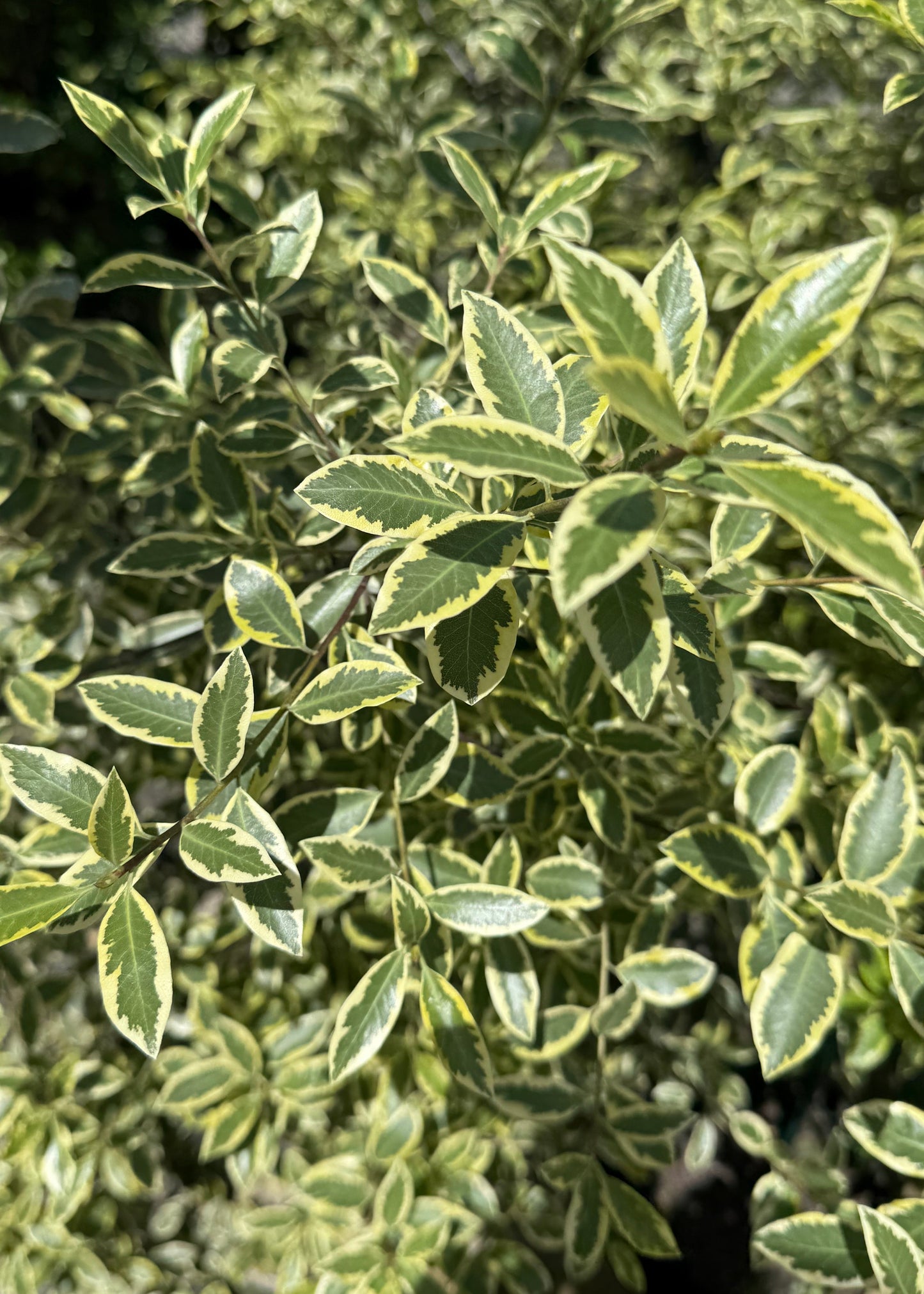 Pittosporum Tenuifolium Variegata