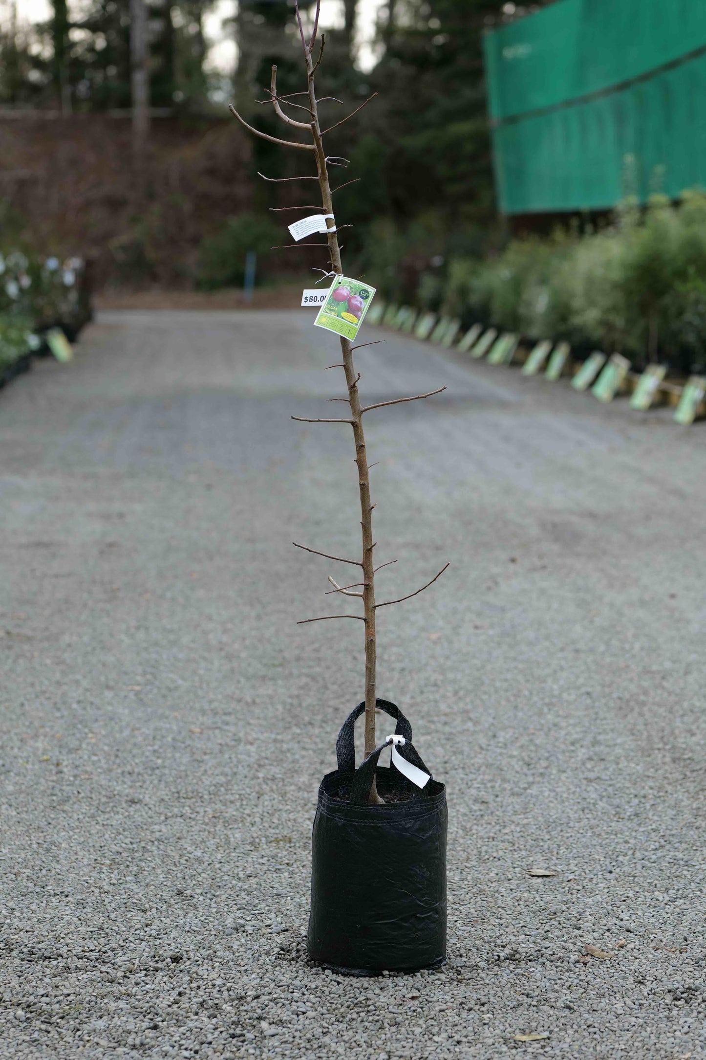 A Plum Omega in a 25L bag on a gravel driveway