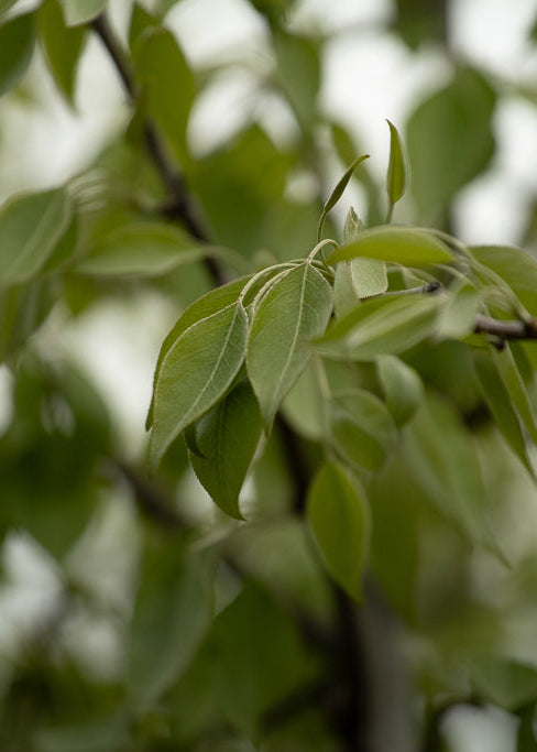 Pyrus Betulifolia Autumn Leaves