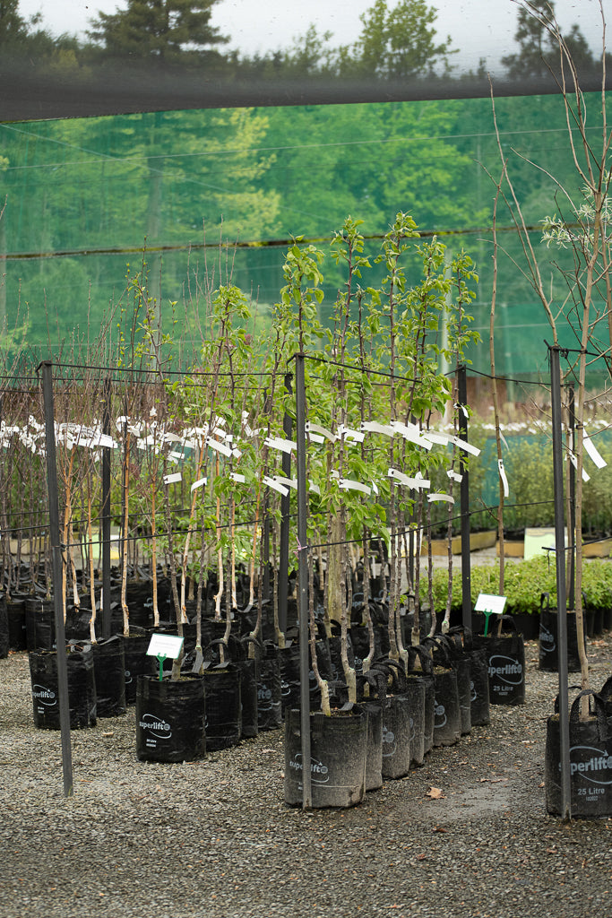 Pyrus Calleryana Kea