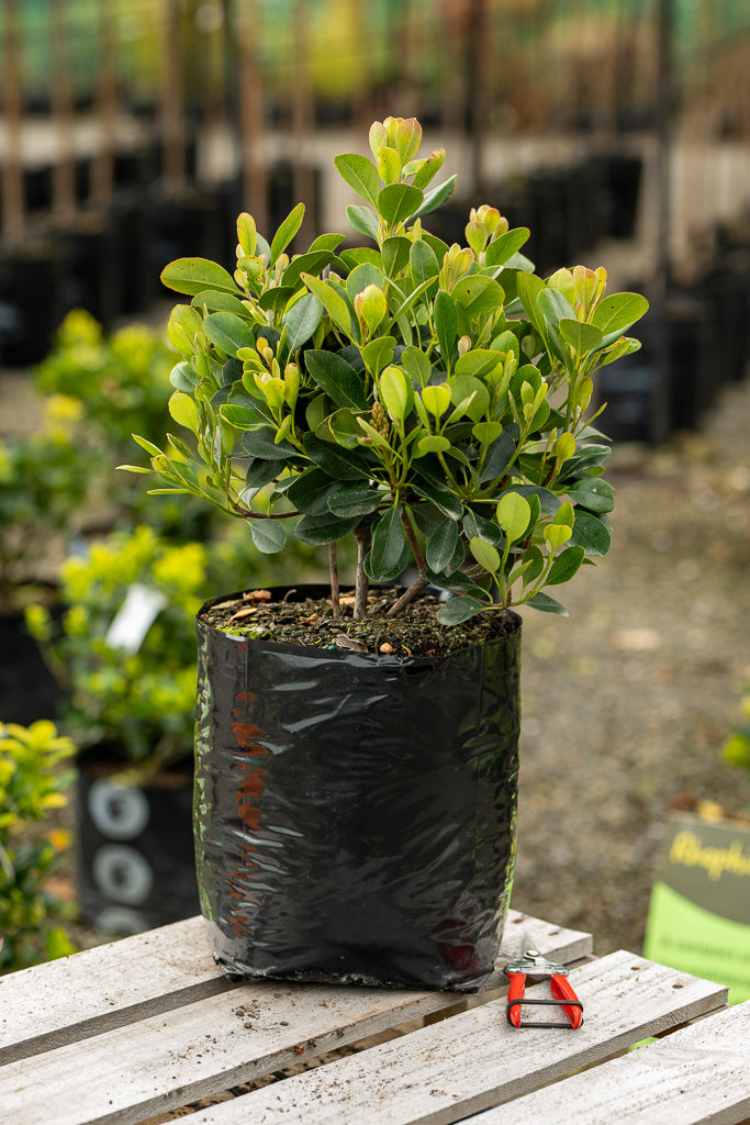 Rhaphiolepsis Oriental Pearl