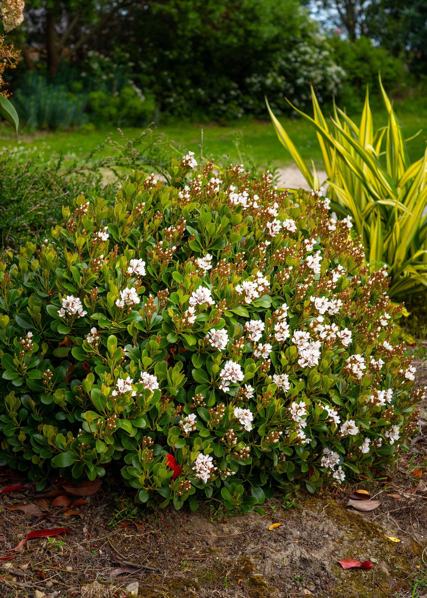 Rhaphiolepsis Oriental Pearl