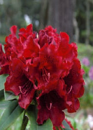 Close-up of a Rhododendron Black Magic with green leaves and blurred purple flowers in the background.