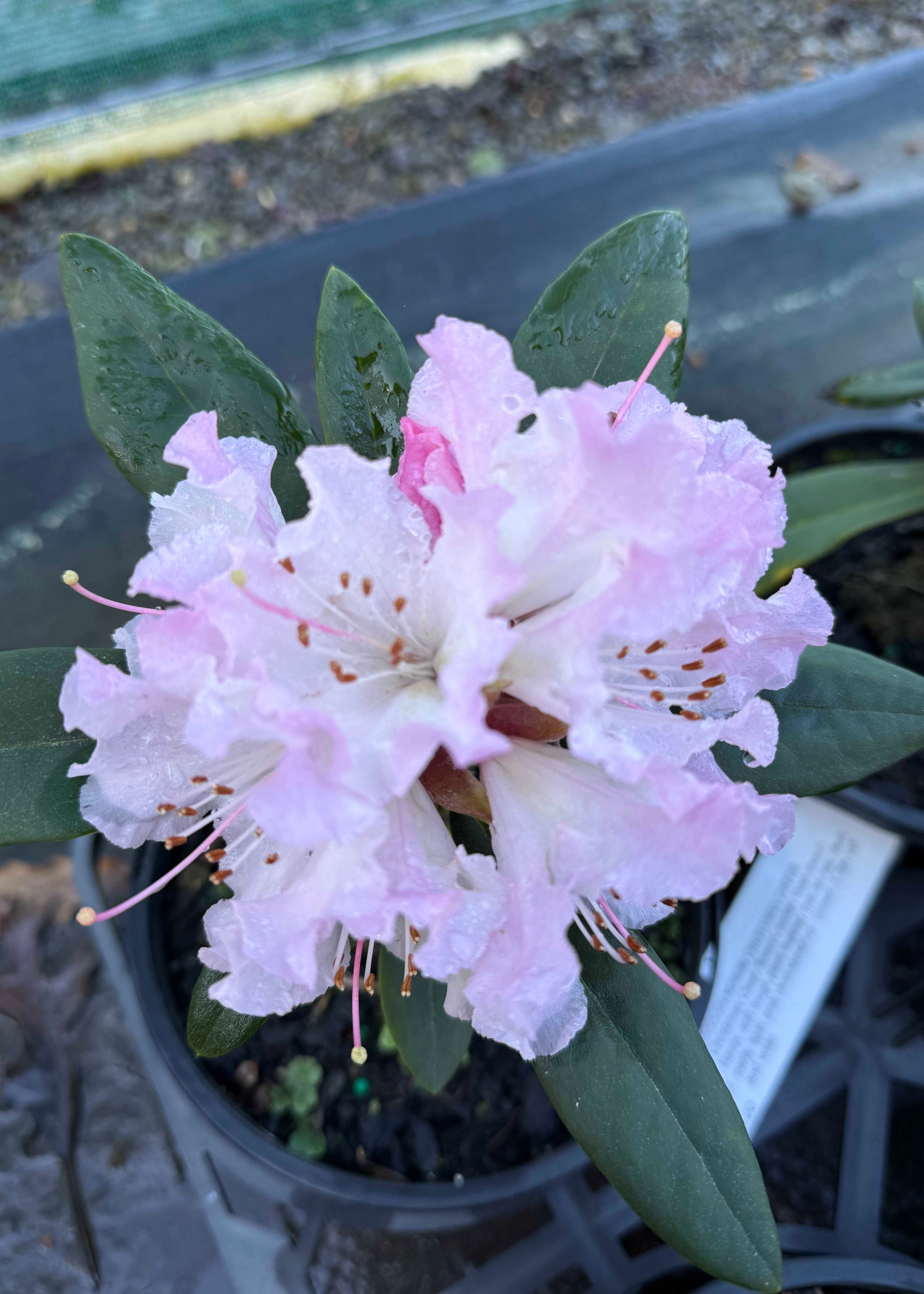 Rhododendron Christmas Cheer – CJ's Plant Farm