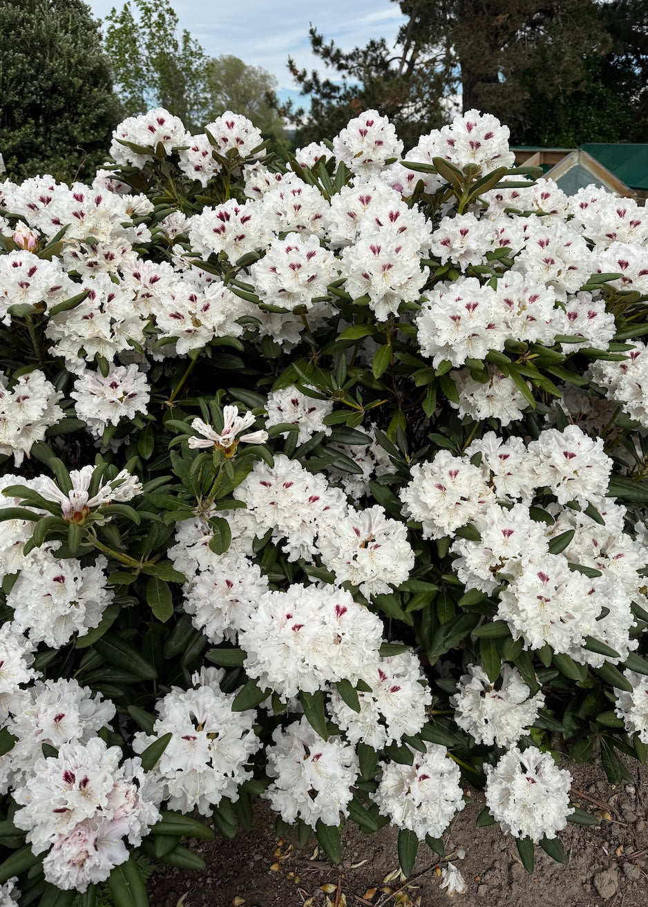 Bush of Rhododendron Tiana white flowers with green leaves in a garden setting