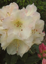 Rhodo Unique flower with pink buds and green leaves on a natural background