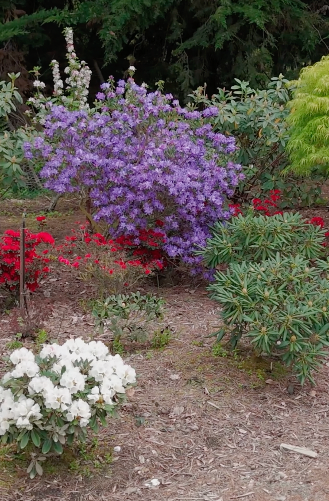Purple flowering shrub of Rhodo Senora Meldon