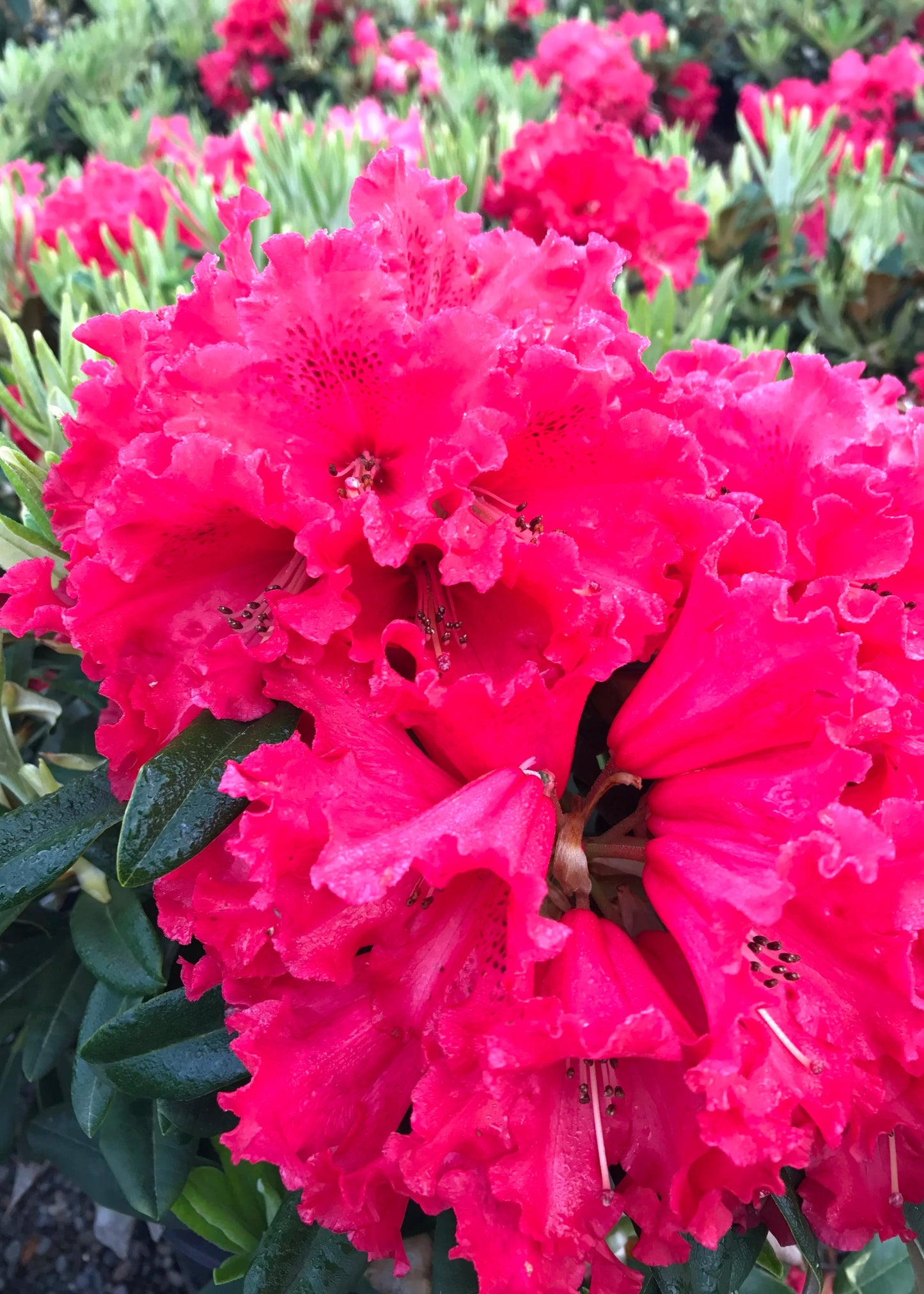 Rhododendron Huntington