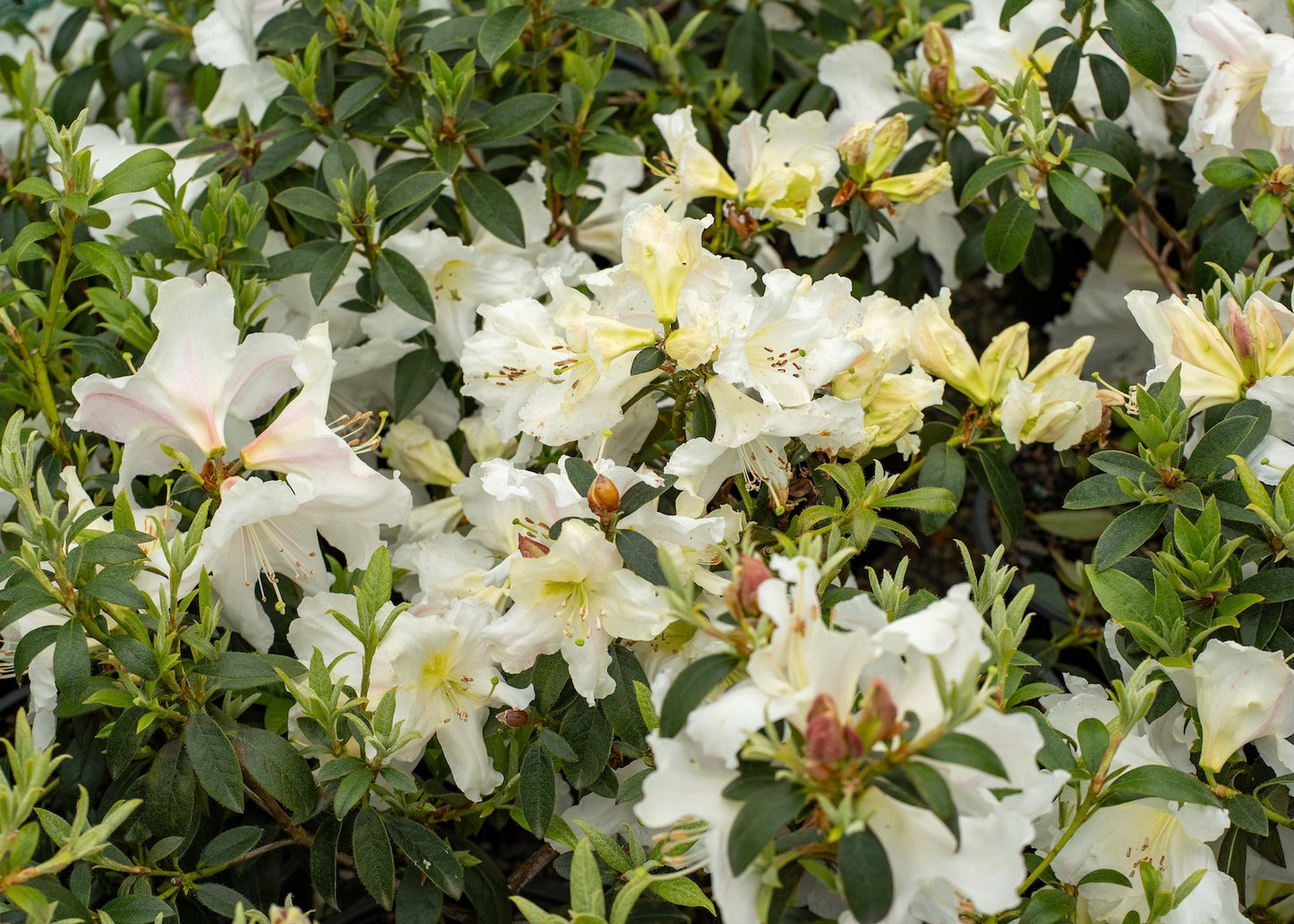 White Rhododendron Cos flowers with green leaves in a natural setting