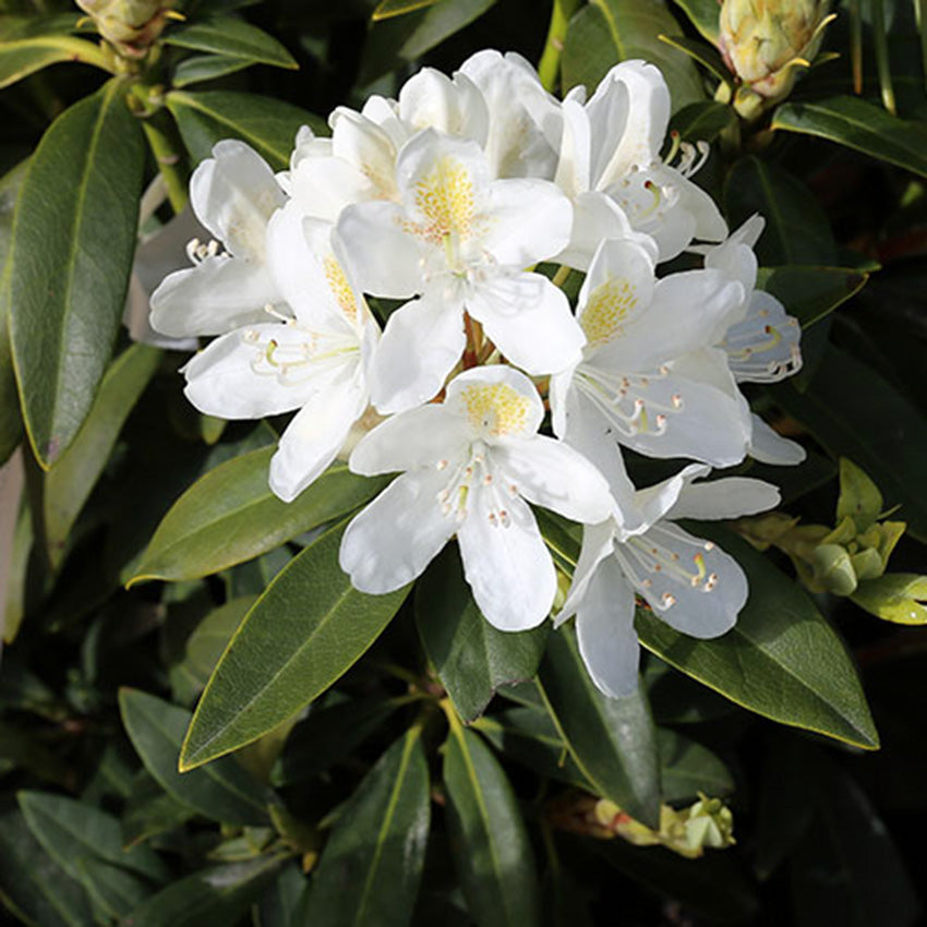 Rhododendron Chionoides