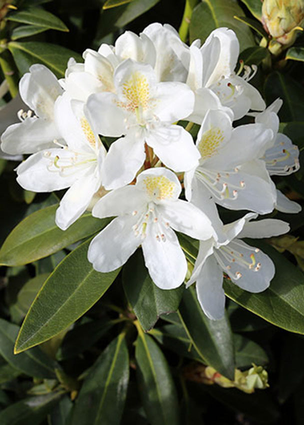 Close-up of white flowers of a Rhododendron Chionoides with green leaves